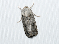 Proteuxoa amaurodes