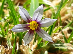 Sisyrinchium rosulatum