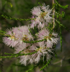 Melaleuca tamariscina