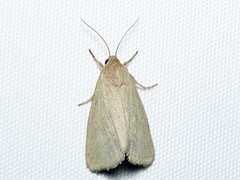 Heliocheilus moribunda