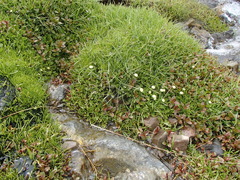 Leptinella pyrethrifolia