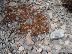 Epilobium tasmanicum