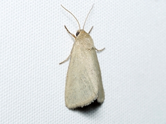 Heliocheilus moribunda