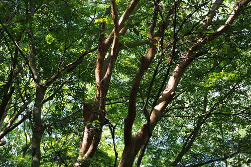 Stewartia monadelpha, photograph 4