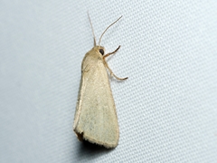 Heliocheilus moribunda