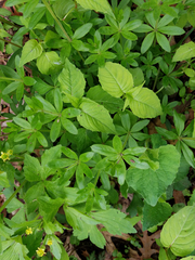 Circaea canadensis