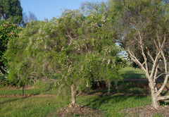 Melaleuca tamariscina