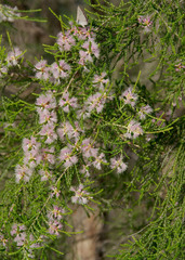 Melaleuca tamariscina