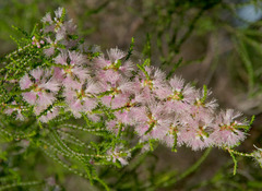 Melaleuca tamariscina