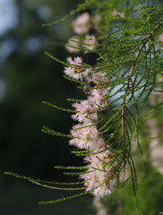Melaleuca tamariscina