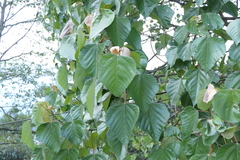 Macaranga denticulata