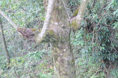 Macaranga denticulata