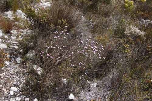 Image of Metalasia serrata by (c) Tony Rebelo, some rights reserved (CC BY-SA)