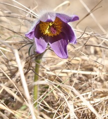 Pulsatilla montana