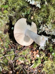 Russula purpureotincta