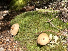Russula purpureotincta