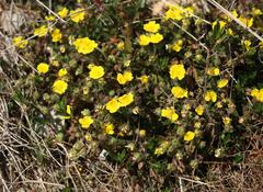 Potentilla pusilla