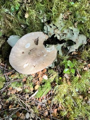 Russula purpureotincta