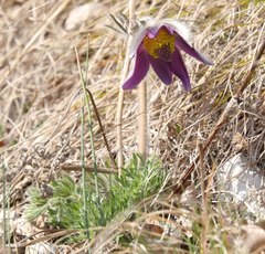 Pulsatilla montana