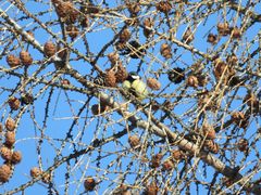 Parus major