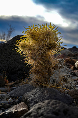 Silver Cholla (Cylindropuntia echinocarpa)