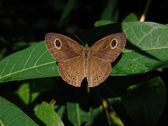 Ypthima philomela