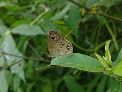 Ypthima philomela