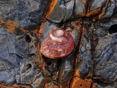 Notogibbula bicarinata