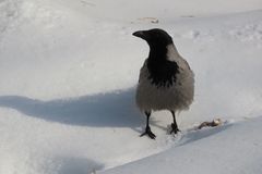 Corvus cornix
