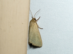 Heliocheilus moribunda