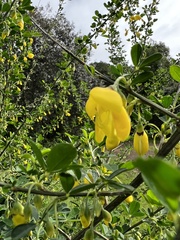 Cytisus arboreus