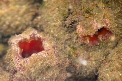 Pyura praeputialis