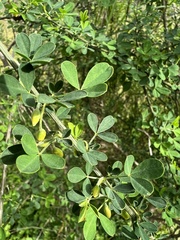 Cytisus arboreus