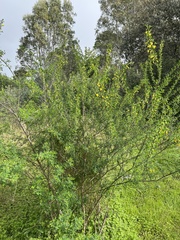 Cytisus arboreus