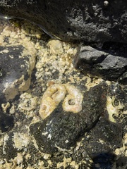 Thylacodes variabilis