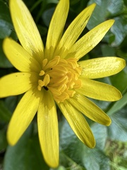 Ficaria verna