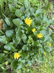 Ficaria verna