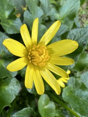 Ficaria verna