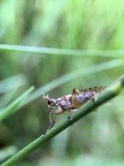 Sciomyzoidea