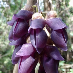 Mucuna hainanensis