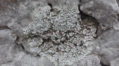 Squamarina stella-petraea