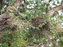 Dendrobium crumenatum