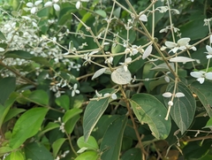 Congea tomentosa