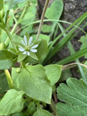 Stellaria media