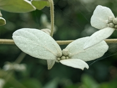 Congea tomentosa