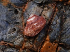 Notogibbula bicarinata