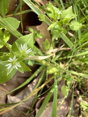 Stellaria media