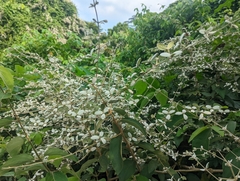 Congea tomentosa