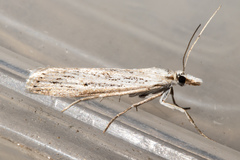 Eudonia atmogramma