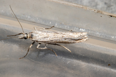 Eudonia atmogramma